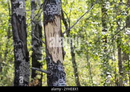 Elch hat Rinde von Birke geschält und gefressen, Schälung, Fraßspur, Frass-Spur, Wildschaden, Wildverbiss, Alces Alces, Elch, Browsing Damage, Elan Stockfoto