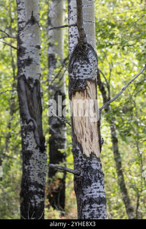 Elch hat Rinde von Birke geschält und gefressen, Schälung, Fraßspur, Frass-Spur, Wildschaden, Wildverbiss, Alces Alces, Elch, Browsing Damage, Elan Stockfoto