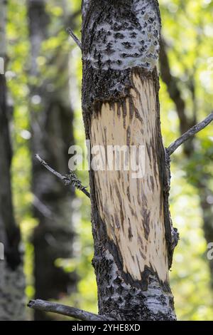 Elch hat Rinde von Birke geschält und gefressen, Schälung, Fraßspur, Frass-Spur, Wildschaden, Wildverbiss, Alces Alces, Elch, Browsing Damage, Elan Stockfoto