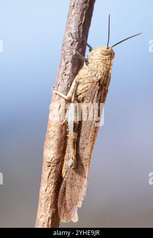 Ägyptische Heuschrecke, wissenschaftliche Bezeichnung (Anacridium aegyptium). Heuschrecke auf einem vertikalen Baumzweig. Stockfoto