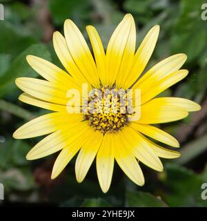 Erva gorga, eine Art von Arctotheca, wissenschaftlicher Name Arctotheca calendula. Gelbe Blume mit dünnen, langen Blütenblättern. Stockfoto