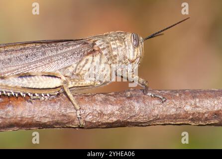 Ägyptische Heuschrecke, wissenschaftliche Bezeichnung (Anacridium aegyptium). Porträt eines Grasshoppers. Stockfoto