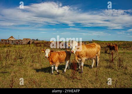 Eine Herde von Kühen mit Kälbern, die im schottischen Hochland nahe Duncansby Head weiden. Highlands, Duncansby Head, Schottland, Europa Stockfoto