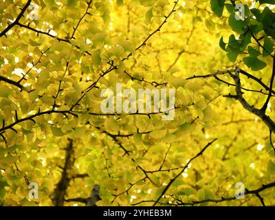 Tiefwinkelansicht des Gingko-Biloba-Baumes mit goldenem Herbstlaub im Herbst. Natur-saisonaler Hintergrund mit gelben Blättern von Ginkgo Stockfoto