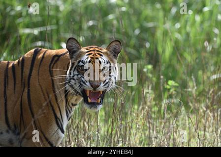 Weibliche Tigerin, Wildtiere bhopal Indien Stockfoto