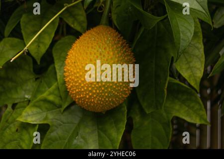 Nahaufnahme einer Reifen Magenfrucht Momordica cochinchinensis, die an einer von grünen Blättern umgebenen Rebe hängt. Stockfoto