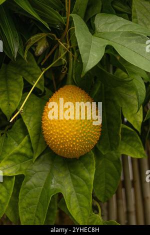 Nahaufnahme einer Reifen Magenfrucht Momordica cochinchinensis, die an einer von grünen Blättern umgebenen Rebe hängt. Stockfoto