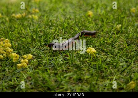 Nahaufnahme eines langen Tausendfüßlers, der auf dem grünen Gras krabbelt. Fotos von Insekten und Natur. Stockfoto