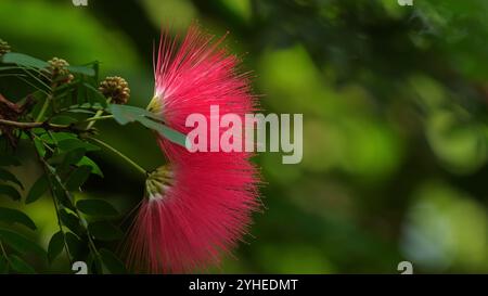 Leuchtend rote Mimosa-Blüte in voller Blüte, umgeben von üppigem Grün Stockfoto