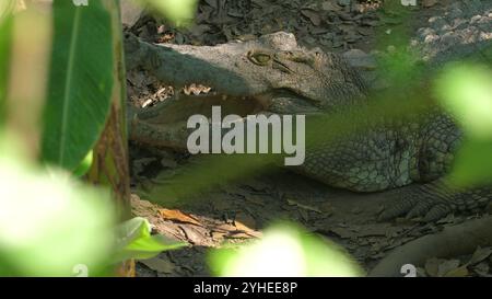 Nahaufnahme eines ruhenden Krokodils mit offenen Kiefern zwischen üppigem Laub Stockfoto
