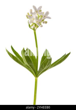 Süße Waldmeister Blumen isoliert auf weißem Hintergrund Stockfoto