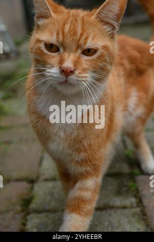 Türkische Straßenkatze. Verspielte Ingwer Streunkatze. World Cat Day Konzept. Stockfoto