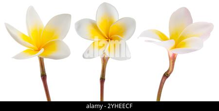 Frangipani blüht isoliert auf weißem Hintergrund Stockfoto