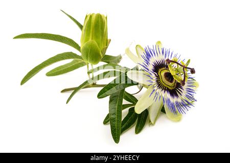 Passionsblume mit Knospen isoliert auf weißem Hintergrund Stockfoto