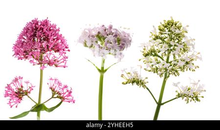 Baldrianblüten auf weiß gesetzt Stockfoto