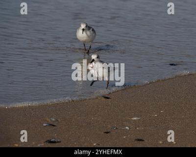 Sanderling rennt mit einem frisch gefangenen Wurm aus dem Rest seiner Herde weg, der ihn verfolgt, um den Wurm zu stehlen. Küste im Norden portugals. Stockfoto