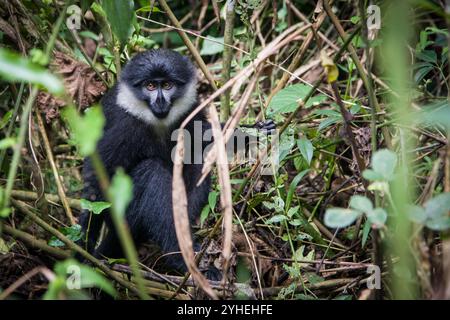 L’Hoest's Monkey, Cercopithecus lhoesti, gilt als gefährdete Art, die im Bwindi Inpenetrable National Park in Uganda lebt. Stockfoto