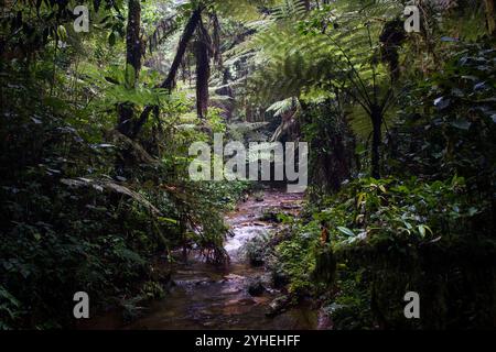 Der Bwindi Inpenetrable National Park, Kanungu District, Uganda, ist bekannt für seine unglaubliche Artenvielfalt und Landschaft in dichten Tiefland- und Bergwäldern. Stockfoto