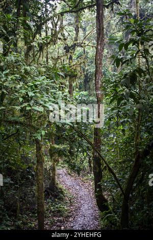 Der Bwindi Inpenetrable National Park, Kanungu District, Uganda, ist bekannt für seine unglaubliche Artenvielfalt und Landschaft in dichten Tiefland- und Bergwäldern. Stockfoto