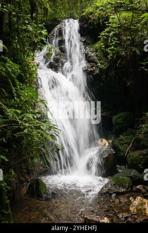 Der Bwindi Inpenetrable National Park, Kanungu District, Uganda, ist bekannt für seine unglaubliche Artenvielfalt und Landschaft in dichten Tiefland- und Bergwäldern. Stockfoto