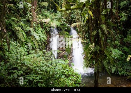 Der Bwindi Inpenetrable National Park, Kanungu District, Uganda, ist bekannt für seine unglaubliche Artenvielfalt und Landschaft in dichten Tiefland- und Bergwäldern. Stockfoto