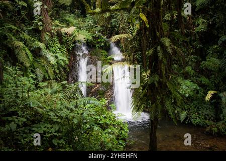 Der Bwindi Inpenetrable National Park, Kanungu District, Uganda, ist bekannt für seine unglaubliche Artenvielfalt und Landschaft in dichten Tiefland- und Bergwäldern. Stockfoto