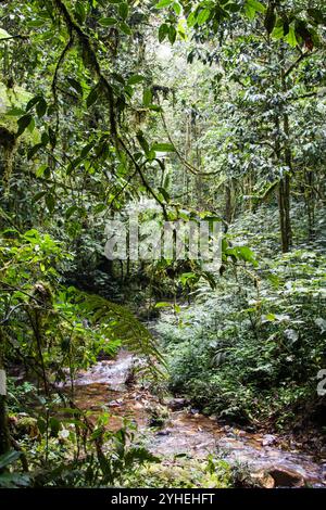 Der Bwindi Inpenetrable National Park, Kanungu District, Uganda, ist bekannt für seine unglaubliche Artenvielfalt und Landschaft in dichten Tiefland- und Bergwäldern. Stockfoto