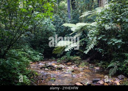 Der Bwindi Inpenetrable National Park, Kanungu District, Uganda, ist bekannt für seine unglaubliche Artenvielfalt und Landschaft in dichten Tiefland- und Bergwäldern. Stockfoto