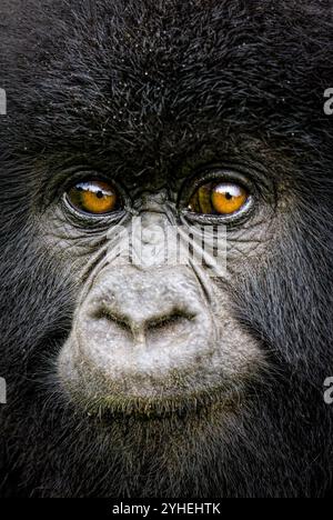 Der Vulcanoes National Park in Ruanda ist einer der wenigen Orte, in denen der vom Aussterben bedrohte Berggorilla Gorilla beringei Beringei lebt. Stockfoto