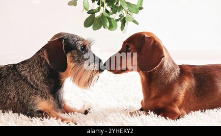 Zwei süße, drahthaarige Mini-Dachshund, Wursthunde unter der Mistel, die einen süßen Moment teilen, küssen auf der Nase auf einer weißen flauschigen Decke, in einer modernen Stockfoto