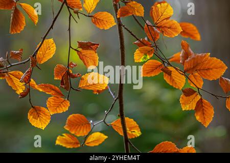 Europäische Buche / gemeine Buche (Fagus sylvatica), Nahaufnahme des Zweiges mit gelbbraunen Herbstblättern im Laubwald im Herbst Stockfoto