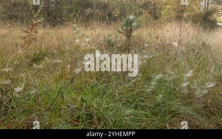 Cote d'Or, Burgund, Frankreich - 24. Oktober 2024 - nebelbedeckte Spinnweben im Gras an einem nebeligen Morgen Stockfoto