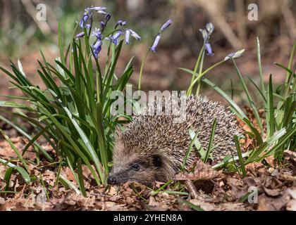 Ein einheimischer Igel (Erinaceous europaeus) in den Glockenblöcken in einer Waldumgebung. Suffolk . UK Stockfoto