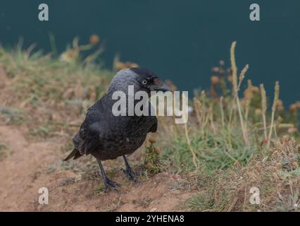 Ein frecher, cleverer Jackdaw (Coloeus monedula) mit seinem markanten, blassblauen Auge zeigt seine graue Kapuze auf den Klippen in Yorkshire, Großbritannien Stockfoto