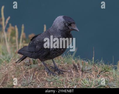 Ein frecher, cleverer Jackdaw (Coloeus monedula) mit seinem markanten, blassblauen Auge zeigt seine graue Kapuze auf den Klippen in Yorkshire, Großbritannien Stockfoto