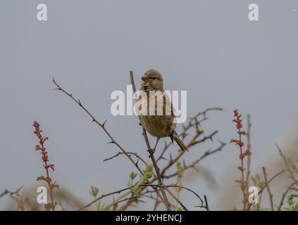 Ein buntes weibliches Linnet (Linaria cannabina) auf einem Dornzweig. Suffolk, Großbritannien Stockfoto