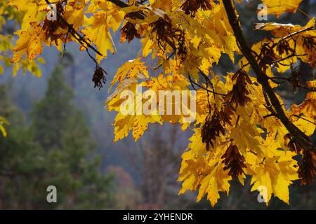 Die Sonne strahlte auf goldenen Blättern im späten Nachmittagslicht. Stockfoto