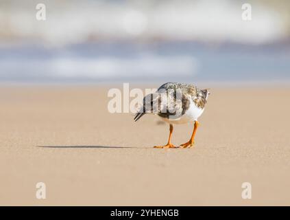 Detaillierte Aufnahme eines Turnstone (Arenaria interpres), der eine Kranfliege zum Abendessen auf dem goldenen Sand der Norfolk Coast gefangen hat. UK Stockfoto