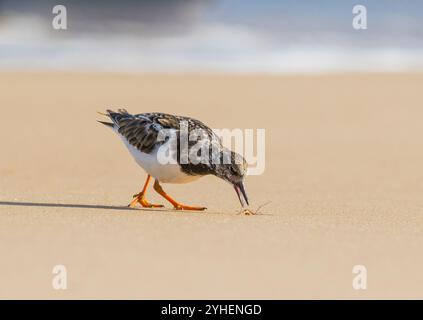 Detaillierte Aufnahme eines Turnstone (Arenaria interpres), der eine Kranfliege zum Abendessen auf dem goldenen Sand der Norfolk Coast gefangen hat. UK Stockfoto