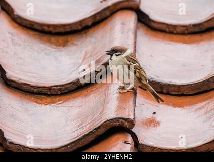 Ein männlicher Baumsperling (Passer montanus). Ein schüchterner Landvogel, der auf dem Dach eines Bauernhauses sitzt. Es ist rückläufig und steht auf der Roten Liste. Suffolk, Großbritannien Stockfoto