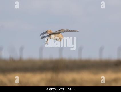 Eine wunderschöne Scheuneneule (Tyto Alba) im Flug, hervorgehoben durch den Sonnenaufgang, auf der Jagd über Grasland - Yorkshire, Großbritannien Stockfoto