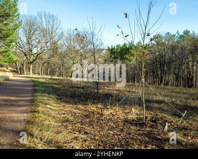 Junge Platanen der „Allee der Journalisten“ im Kislowodsk-Nationalpark Stockfoto