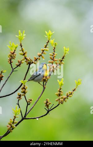 Ein Northern Parula findet Ruhe auf einem regengeküssten Zweig und zeigt die lebendige Schönheit des Frühlings bei einer sanften Dusche. Stockfoto