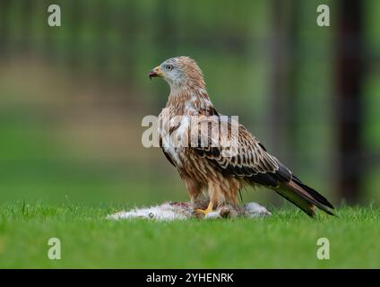 Eine Nahaufnahme eines atemberaubenden Roten Drachen (Milvus Milvus) landete in einem Fahrerlager und zerriss ein Kaninchen grausam zum Essen in Stücke. Suffolk, Großbritannien Stockfoto