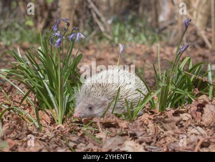 Ein einzigartiger, weißer Albino-heimischer Igel (Erinaceous europaeus) in den Glockenblöcken in einer Waldumgebung. Suffolk . UK Stockfoto