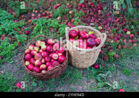 Körbe voller gepflückter Äpfel. Körbe voller frisch gepflückter Äpfel Stockfoto