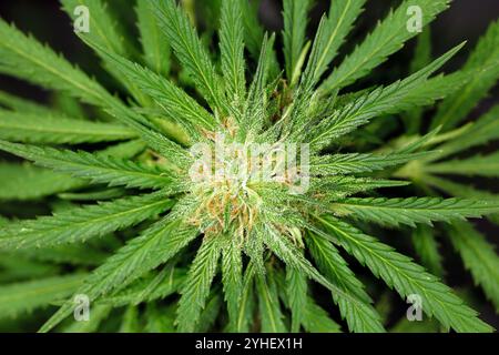 Blick von oben auf blühende Cannabisknospen, wachsende frische Knospen mit Trichomen von medizinischem Marihuana Stockfoto
