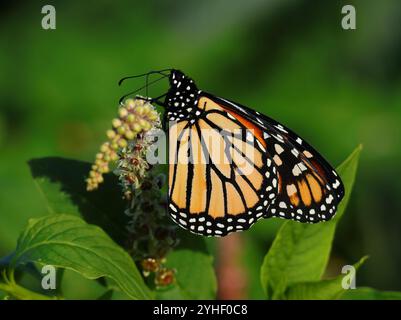 Monarch Butterfly - Danaus plexippus. Auf einer Pokeweed-Pflanze - Phytolacca heterotepala. Oeiras, Portugal. Oberer selektiver Fokus für Effekt. Stockfoto