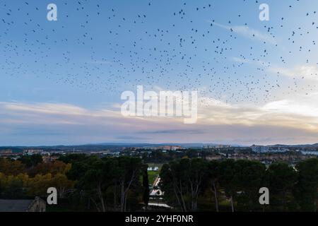 Aus der Vogelperspektive schwärmen die Starlinge bei Sonnenuntergang Stockfoto