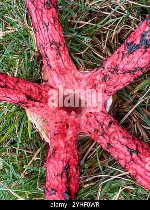 Devil's Fingers Pilz (Clathrus archeri) wächst aus nächster Nähe auf Heideflächen im New Forest National Park Stockfoto